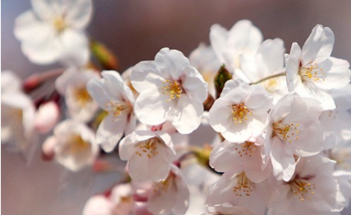 首尔樱花季 在汝矣岛拥抱春天2