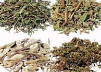 神农架中草药