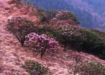 神农架杜鹃花节
