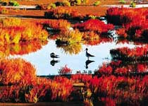 黄河口湿地生态旅游区