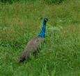 江西（尊享赣东北）：南昌、景德镇、醉美乡村婺源篁岭油菜花、江南仙峰三清山双卧五天